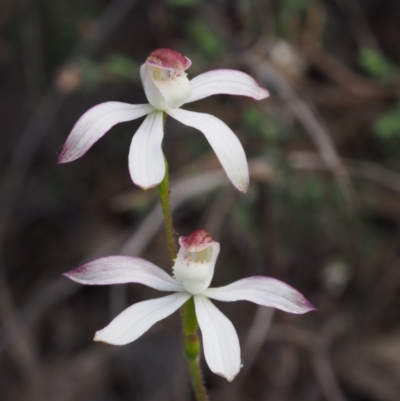 Caladenia moschata (Musky Caps) at Canberra Central, ACT - 16 Oct 2015 by KenT