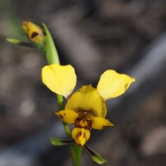Diuris nigromontana (Black Mountain Leopard Orchid) at Canberra Central, ACT - 15 Oct 2015 by KenT