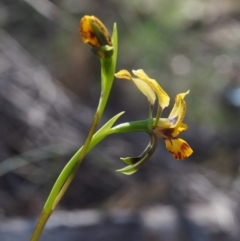 Diuris nigromontana at Canberra Central, ACT - suppressed