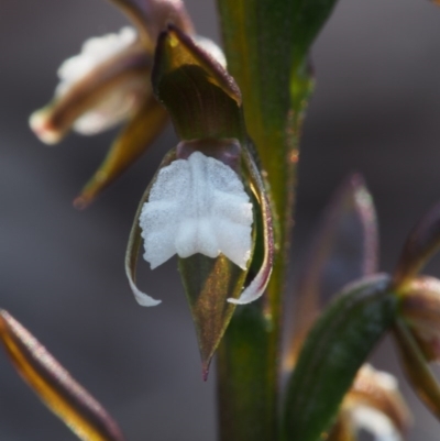 Prasophyllum brevilabre (Short-lip Leek Orchid) at Black Mountain - 15 Oct 2015 by KenT