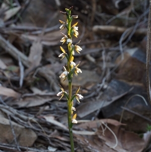 Paraprasophyllum brevilabre at Point 29 - 16 Oct 2015