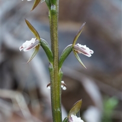 Paraprasophyllum brevilabre at Point 29 - 16 Oct 2015