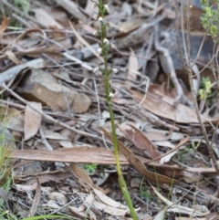 Paraprasophyllum brevilabre at Point 29 - 16 Oct 2015