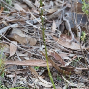 Paraprasophyllum brevilabre at Point 29 - 16 Oct 2015