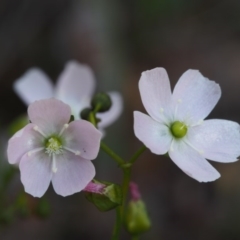 Drosera auriculata (Tall Sundew) at Canberra Central, ACT - 15 Oct 2015 by KenT