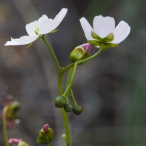 Drosera auriculata at Canberra Central, ACT - 16 Oct 2015 09:59 AM