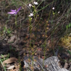 Drosera auriculata at Canberra Central, ACT - 16 Oct 2015