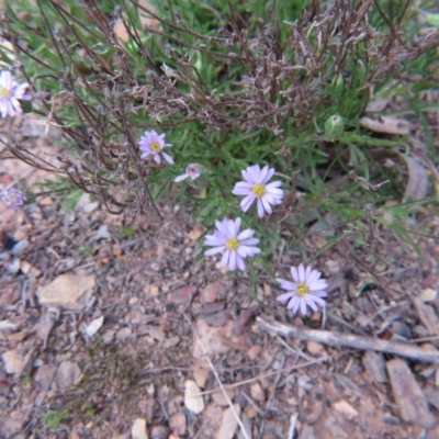 Brachyscome multifida at Percival Hill - 10 Oct 2015 by gavinlongmuir