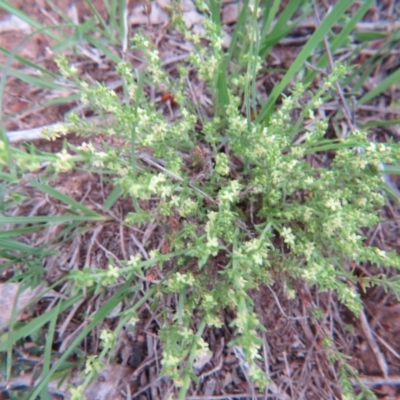 Galium gaudichaudii subsp. gaudichaudii (Rough Bedstraw) at Percival Hill - 10 Oct 2015 by gavinlongmuir