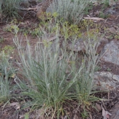 Senecio quadridentatus (Cotton Fireweed) at Calwell, ACT - 8 Oct 2015 by MichaelBedingfield