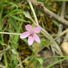 Erodium cicutarium (Common Storksbill, Common Crowfoot) at Fadden, ACT - 17 Oct 2015 by ArcherCallaway