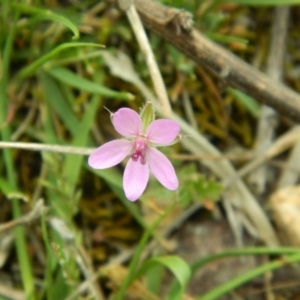 Erodium cicutarium at Fadden, ACT - 17 Oct 2015