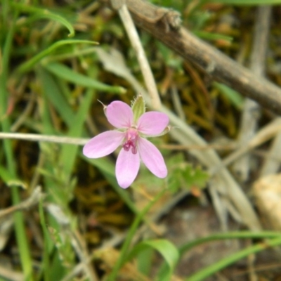 Erodium cicutarium (Common Storksbill, Common Crowfoot) at Fadden, ACT - 17 Oct 2015 by ArcherCallaway