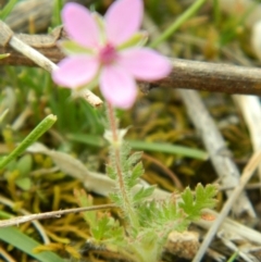 Erodium cicutarium at Fadden, ACT - 17 Oct 2015