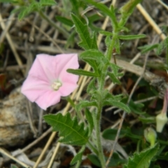 Convolvulus angustissimus subsp. angustissimus (Australian Bindweed) at Wanniassa Hill - 17 Oct 2015 by ArcherCallaway