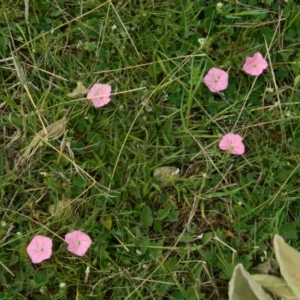 Convolvulus angustissimus subsp. angustissimus at Wanniassa Hill - 17 Oct 2015