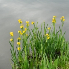 Iris pseudacorus (Yellow Flag) at Fadden, ACT - 16 Oct 2015 by RyuCallaway