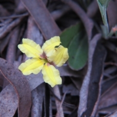 Goodenia hederacea subsp. hederacea (Ivy Goodenia, Forest Goodenia) at Nicholls, ACT - 11 Oct 2015 by gavinlongmuir