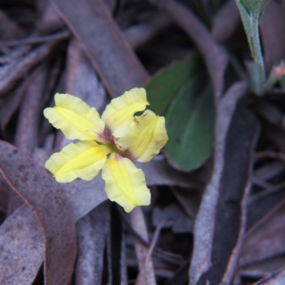 Goodenia hederacea subsp. hederacea (Ivy Goodenia, Forest Goodenia) at Nicholls, ACT - 11 Oct 2015 by gavinlongmuir