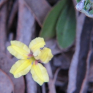 Goodenia hederacea subsp. hederacea at Nicholls, ACT - 11 Oct 2015