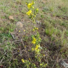 Hibbertia obtusifolia at Crace, ACT - 11 Oct 2015