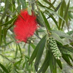 Callistemon citrinus (Crimson Bottlebrush) at Fadden, ACT - 17 Oct 2015 by ArcherCallaway