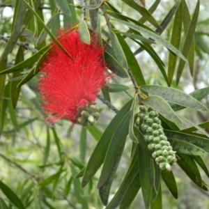 Melaleuca citrina at Fadden, ACT - 17 Oct 2015