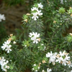 Westringia fruticosa (Native Rosemary) at Fadden, ACT - 17 Oct 2015 by ArcherCallaway