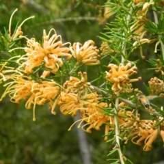 Grevillea sp. (Grevillea) at Fadden, ACT - 16 Oct 2015 by RyuCallaway