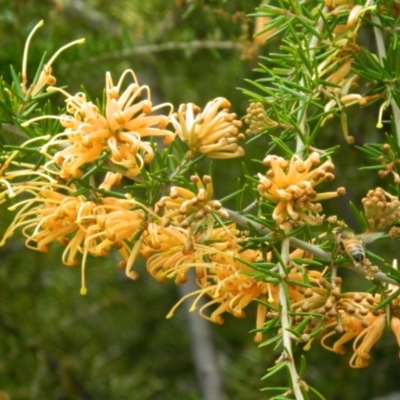 Grevillea (genus) (Grevillea) at Fadden, ACT - 17 Oct 2015 by ArcherCallaway