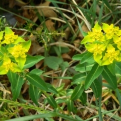 Euphorbia oblongata (Egg-leaf Spurge) at Fadden Hills Pond - 16 Oct 2015 by RyuCallaway