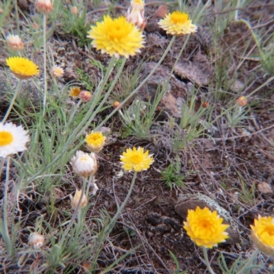 Leucochrysum albicans subsp. albicans (Hoary Sunray) at Nicholls, ACT - 11 Oct 2015 by gavinlongmuir