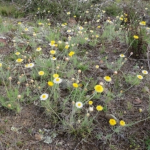 Leucochrysum albicans subsp. albicans at Nicholls, ACT - 11 Oct 2015