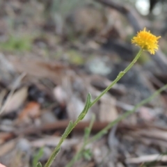 Calotis lappulacea (Yellow Burr Daisy) at Calwell, ACT - 8 Oct 2015 by MichaelBedingfield