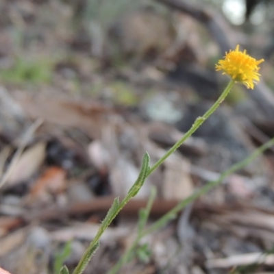 Calotis lappulacea (Yellow Burr Daisy) at Calwell, ACT - 8 Oct 2015 by MichaelBedingfield