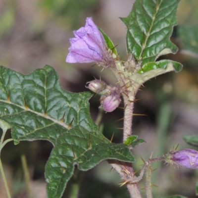 Solanum cinereum (Narrawa Burr) at Tuggeranong Hill - 8 Oct 2015 by michaelb