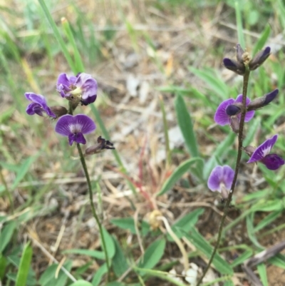 Glycine tabacina (Variable Glycine) at Watson, ACT - 17 Oct 2015 by AaronClausen