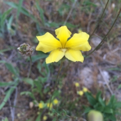 Goodenia pinnatifida (Scrambled Eggs) at Mount Majura - 17 Oct 2015 by AaronClausen