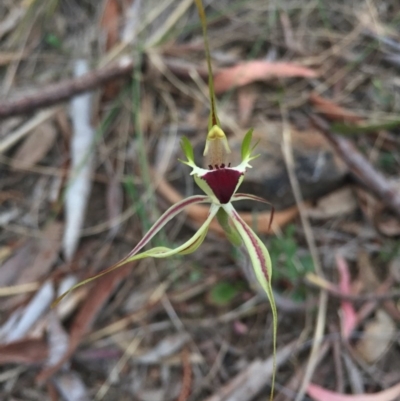 Caladenia atrovespa (Green-comb Spider Orchid) at Mount Majura - 17 Oct 2015 by AaronClausen