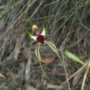 Caladenia atrovespa at Canberra Central, ACT - 17 Oct 2015