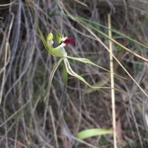 Caladenia atrovespa at Canberra Central, ACT - suppressed