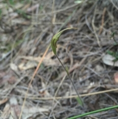 Caladenia atrovespa at Canberra Central, ACT - 17 Oct 2015