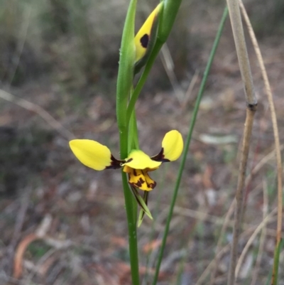 Diuris sulphurea (Tiger Orchid) at Canberra Central, ACT - 17 Oct 2015 by AaronClausen