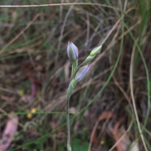 Thelymitra sp. at Canberra Central, ACT - suppressed