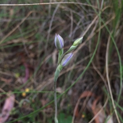 Thelymitra sp. (A Sun Orchid) at Mount Majura - 17 Oct 2015 by AaronClausen
