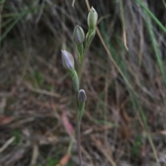 Thelymitra (Genus) (Sun Orchid) at Canberra Central, ACT - 17 Oct 2015 by AaronClausen