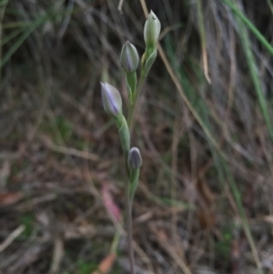 Thelymitra sp. at Canberra Central, ACT - 17 Oct 2015
