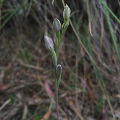 Thelymitra sp. (A Sun Orchid) at Mount Majura - 17 Oct 2015 by AaronClausen