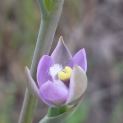 Thelymitra arenaria (Forest Sun Orchid) at Cook, ACT - 16 Oct 2015 by MattM
