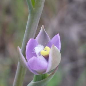 Thelymitra arenaria at Cook, ACT - 17 Oct 2015